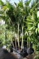 /album/fotogaleria-plantas-y-reforestacion/palma-kerpis-jpg/